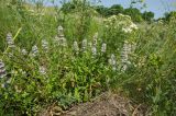 genus Thymus
