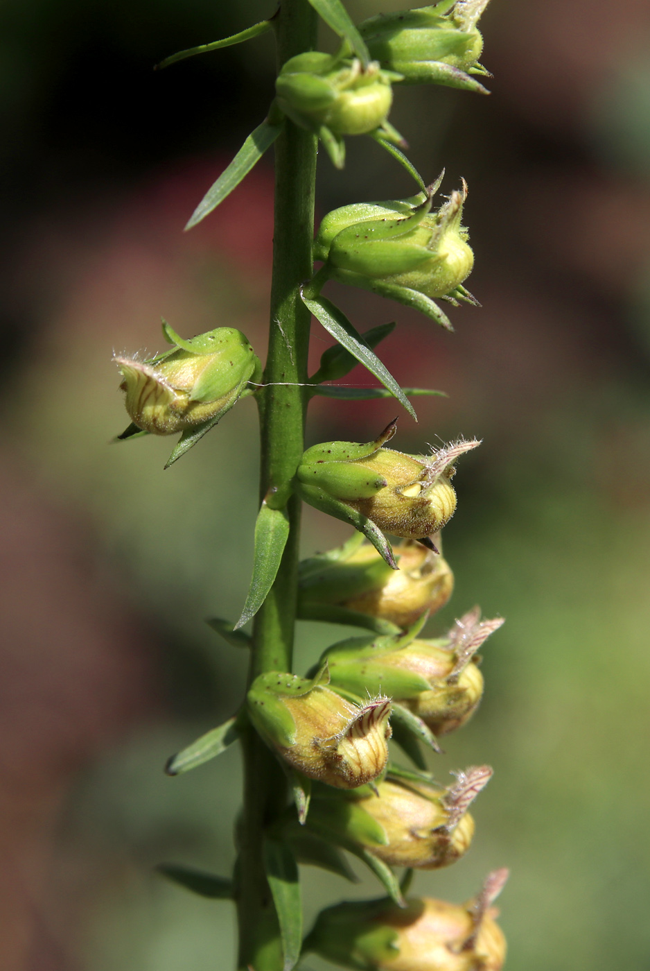 Изображение особи Digitalis laevigata.