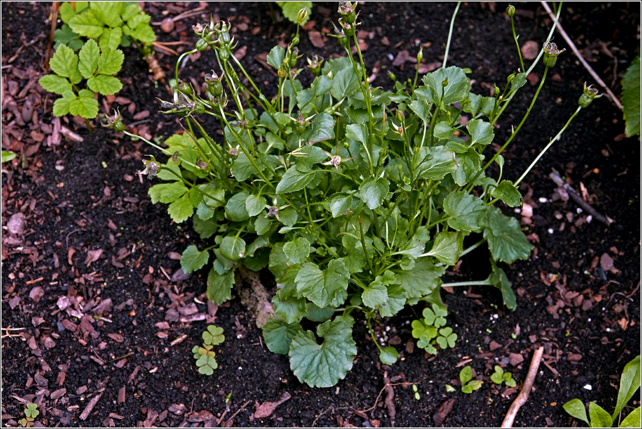 Изображение особи Campanula carpatica.