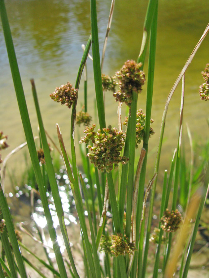 Изображение особи Juncus effusus.