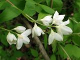 Philadelphus tenuifolius. Соцветия. Хабаровский край, окр. г. Комсомольск-на-Амуре, смешанный лес с преобладанием Betula. 21.06.2026.