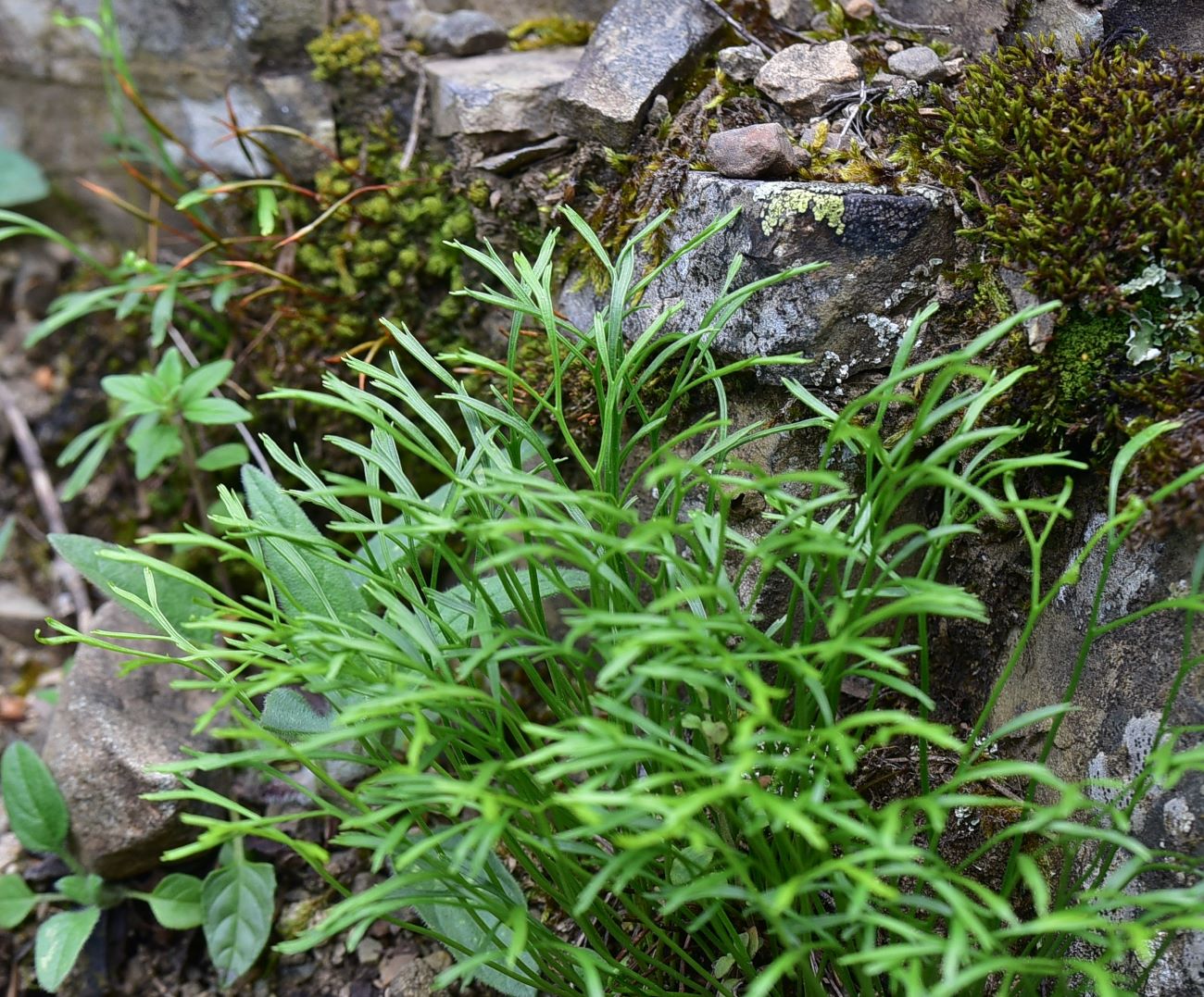 Image of Asplenium septentrionale specimen.