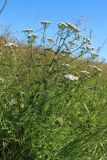 Achillea millefolium. Цветущее растение. Беларусь, Витебская обл., окр. дер. Местечко, разнотравно-злаковый суходольный луг. 17.07.2026.