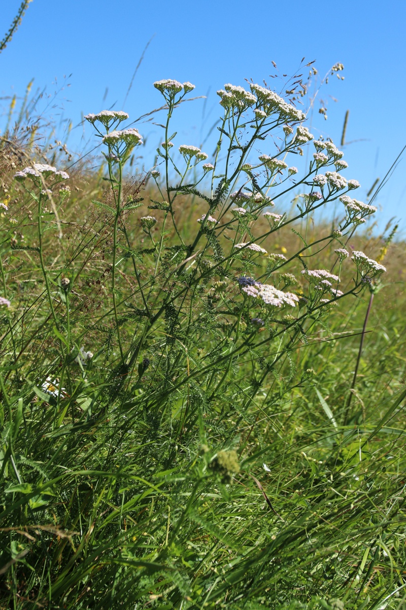 Image of Achillea millefolium specimen.