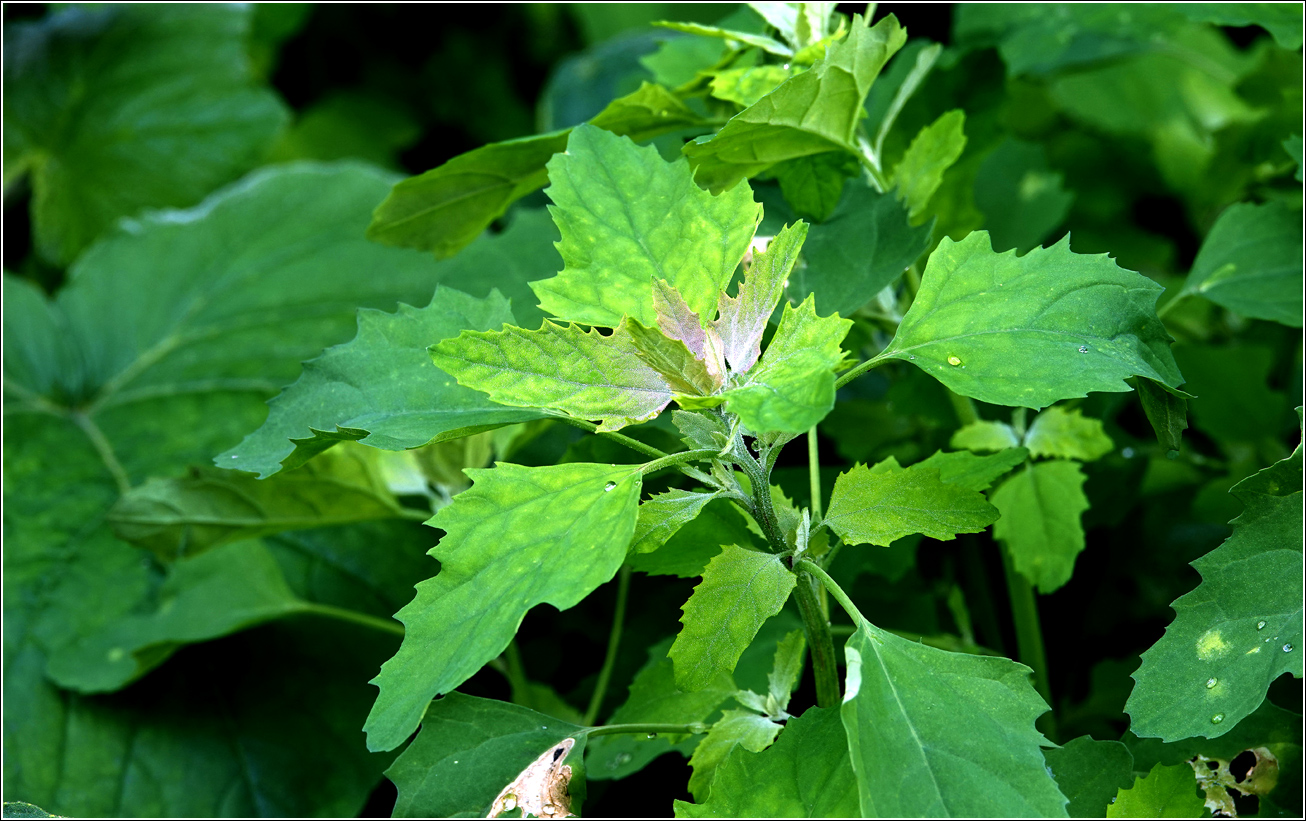 Изображение особи Chenopodium album.