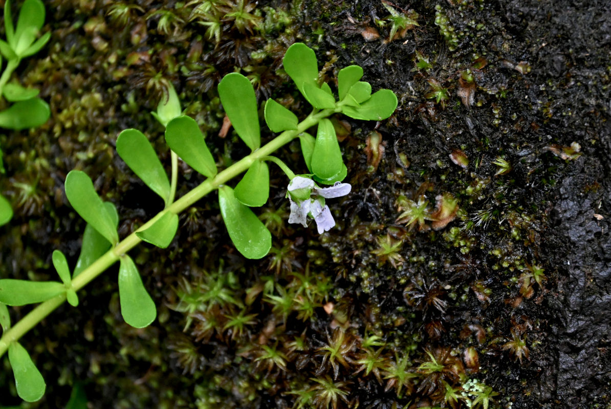 Изображение особи Bacopa caroliniana.