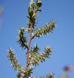 Salix cinerea. Верхушка побега с соплодиями. Новосибирская обл., с. Новопичугово. Май 2011 г.