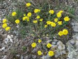 род Alyssum. Цветущее растение. Крым, окр. водопада Джурла. 03.05.2011.