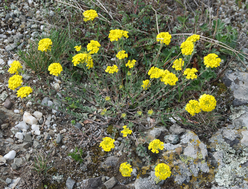 Image of genus Alyssum specimen.