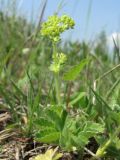 род Alchemilla. Цветущее растение. Смоленская обл., Смоленский р-н, окр. пос. Каспля, склон доломитового холма. 29.05.2011.