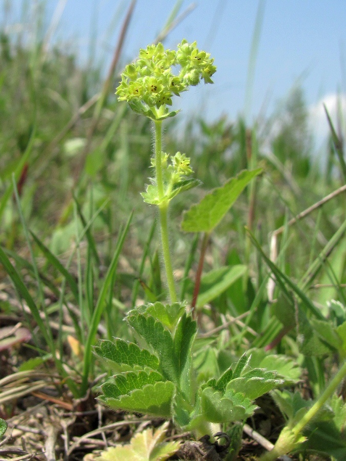 Изображение особи род Alchemilla.