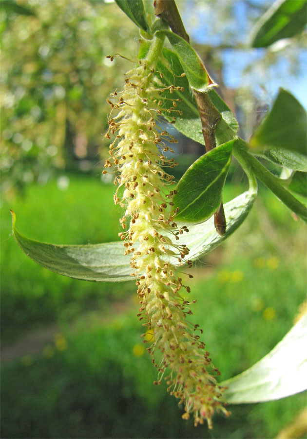 Image of Salix alba specimen.