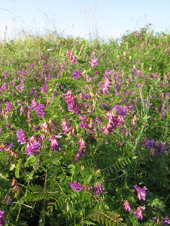 Изображение особи Vicia cassubica.