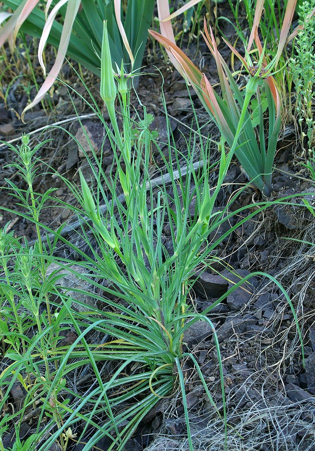 Image of Tragopogon porrifolius ssp. longirostris specimen.