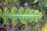 Pedicularis sceptrum-carolinum. Нижняя сторона листа. Свердловская обл., окр. г. Североуральск, южная окраина Колонгинского водохранилища, болото. 26.07.2011.