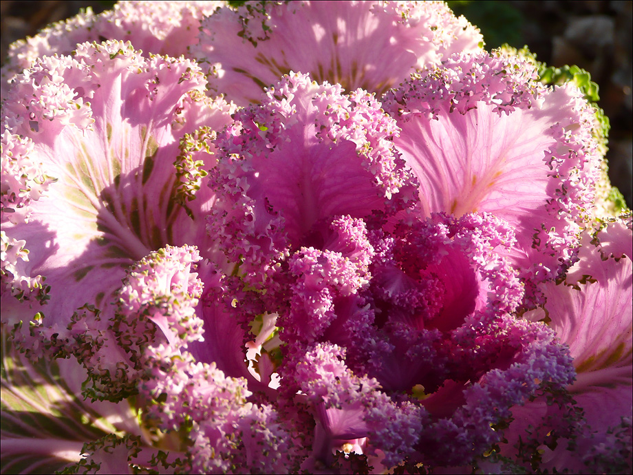 Image of Brassica oleracea var. viridis specimen.