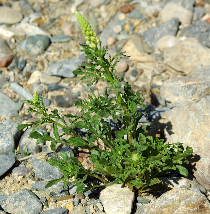 Изображение особи Reseda luteola.