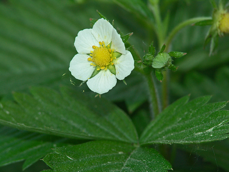 Изображение особи Fragaria vesca.