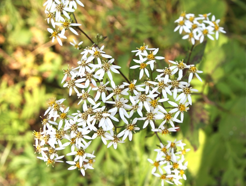 Изображение особи Doellingeria scabra.