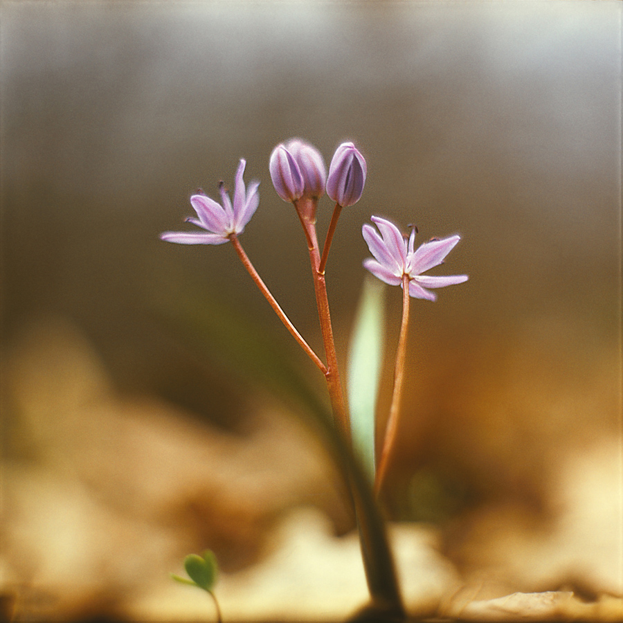 Изображение особи Scilla bifolia.