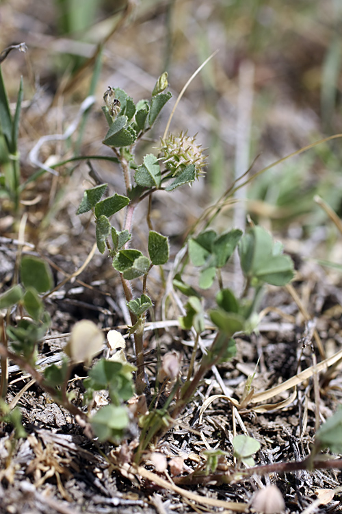 Изображение особи Medicago minima.