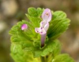 Lamium amplexicaule