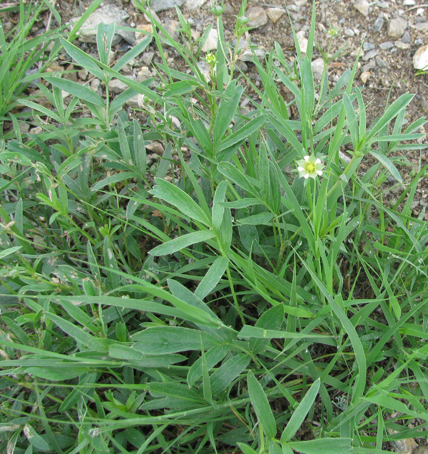 Изображение особи Sibbaldianthe adpressa.