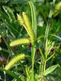 Carex pseudocyperus