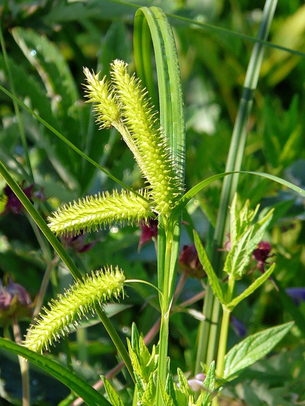 Изображение особи Carex pseudocyperus.