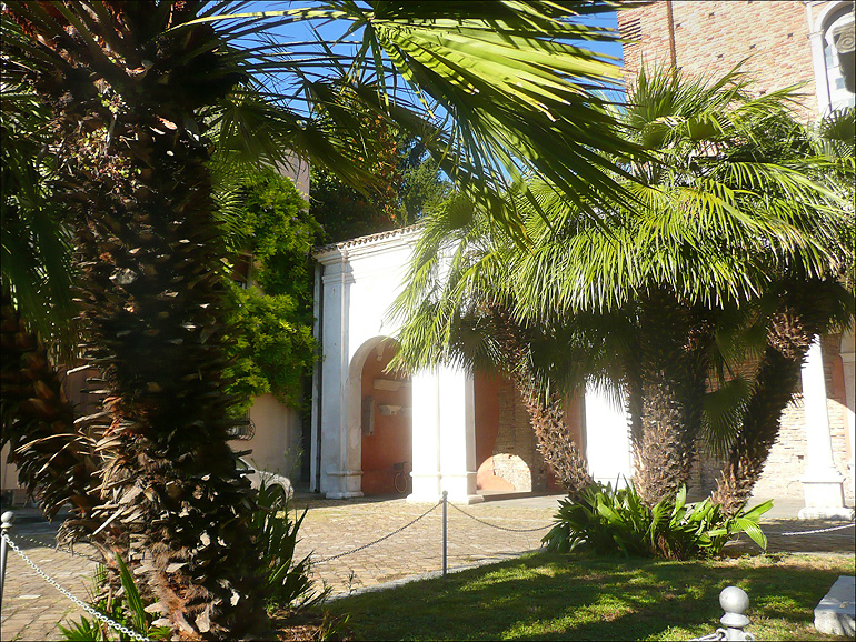 Image of Chamaerops humilis specimen.