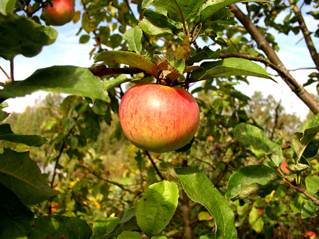 Image of Malus domestica specimen.