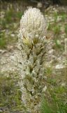 Asphodeline taurica