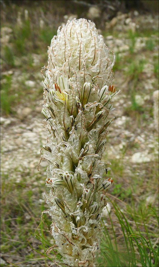 Изображение особи Asphodeline taurica.