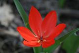 Tulipa praestans