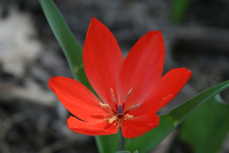Image of Tulipa praestans specimen.