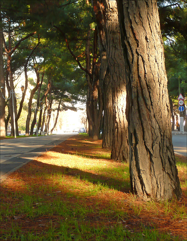 Image of Pinus pityusa specimen.