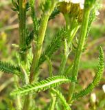 Achillea collina