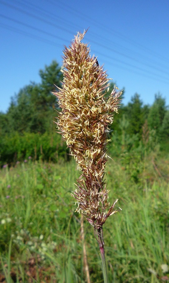 Изображение особи Calamagrostis epigeios.