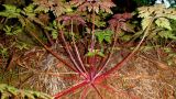 Geranium robertianum