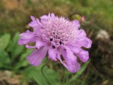 Scabiosa opaca. Соцветие. Украина, Закарпатская обл., Раховский р.н, 1800 м н.у.м., на каменистом склоне (locus classicus). 27 августа 2008 г.