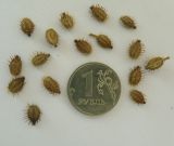 Image of taxon representative. Author is Геннадий Анисимов
