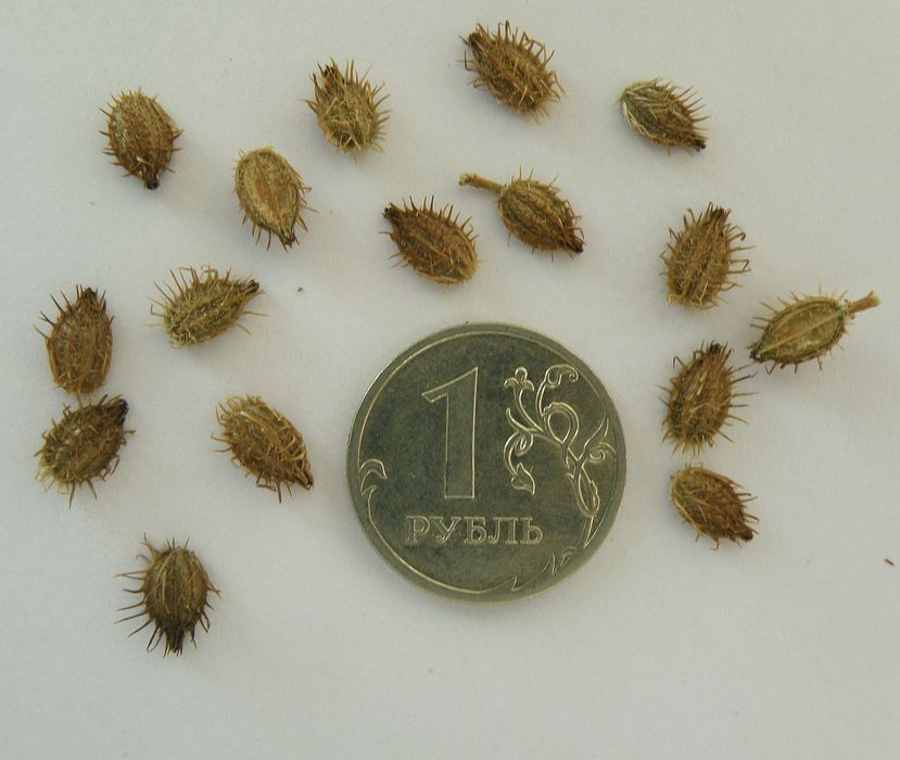 Image of Orlaya grandiflora specimen.