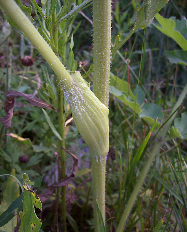 Image of Heracleum sibiricum specimen.