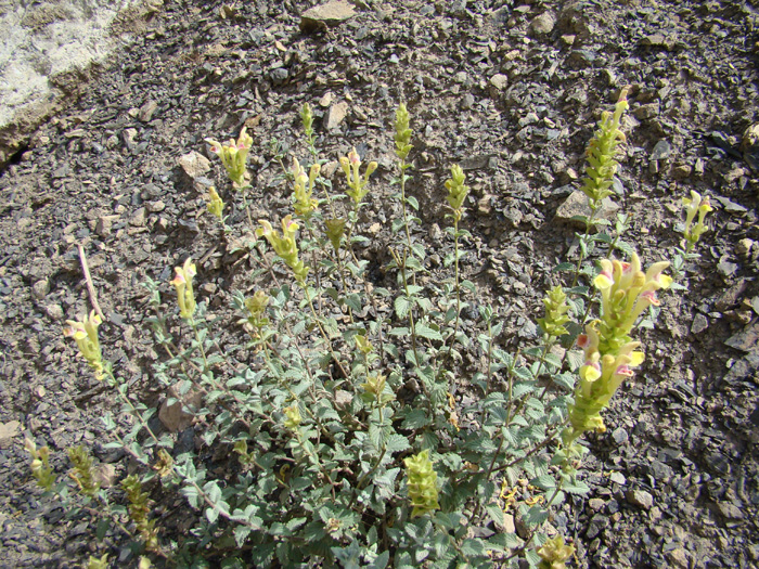 Изображение особи Scutellaria adenostegia.