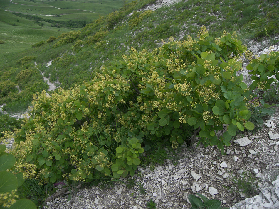 Изображение особи Cotinus coggygria.