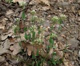 Microthlaspi perfoliatum. Цветущие растения. Крым, гора Северная Демерджи, западный склон, дубовый лес. 20 апреля 2012 г.