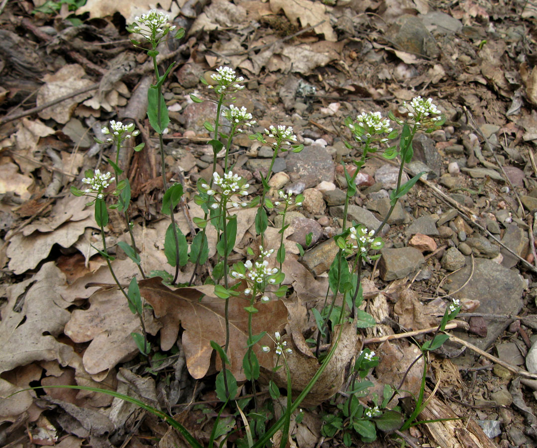 Image of Microthlaspi perfoliatum specimen.