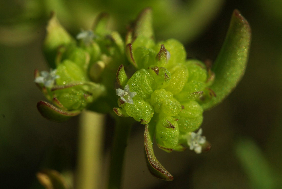 Изображение особи Valerianella costata.