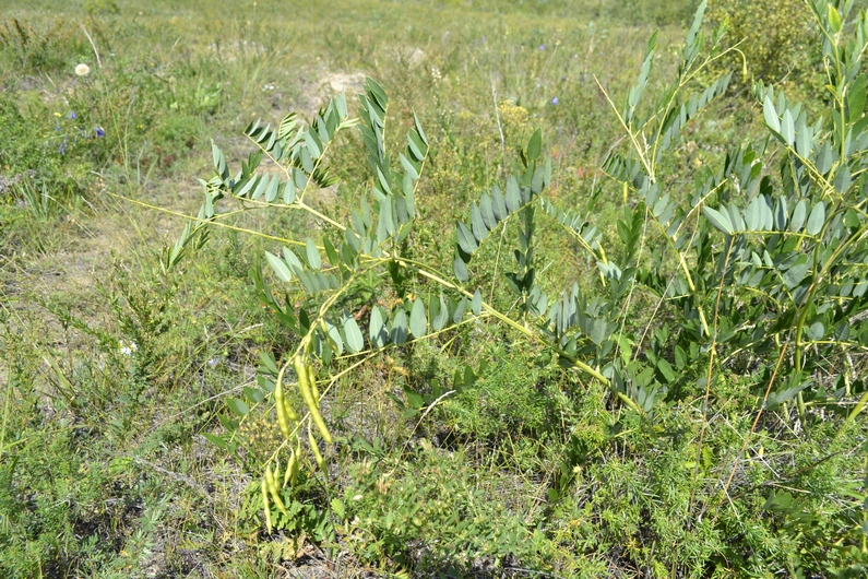 Image of Sophora flavescens specimen.