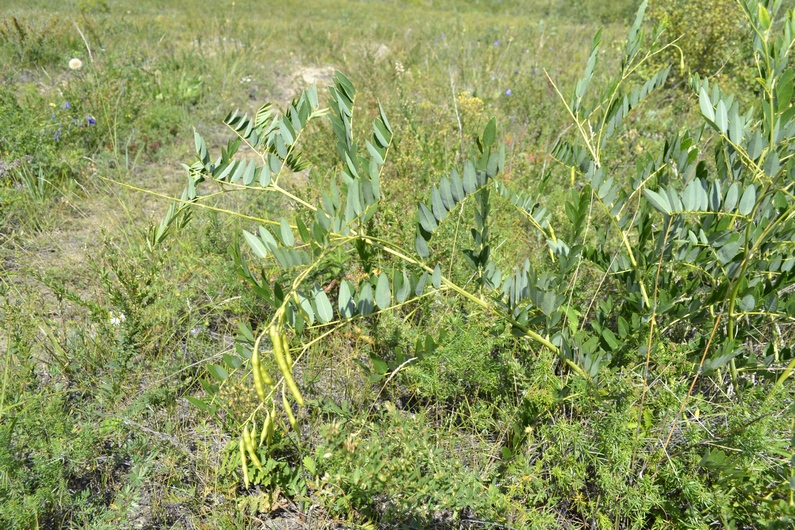 Изображение особи Sophora flavescens.